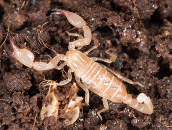 Media type: image; Invertebrate Zoology 46988